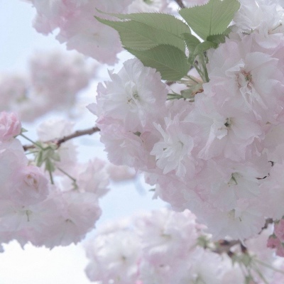 绥德福瑞交流群